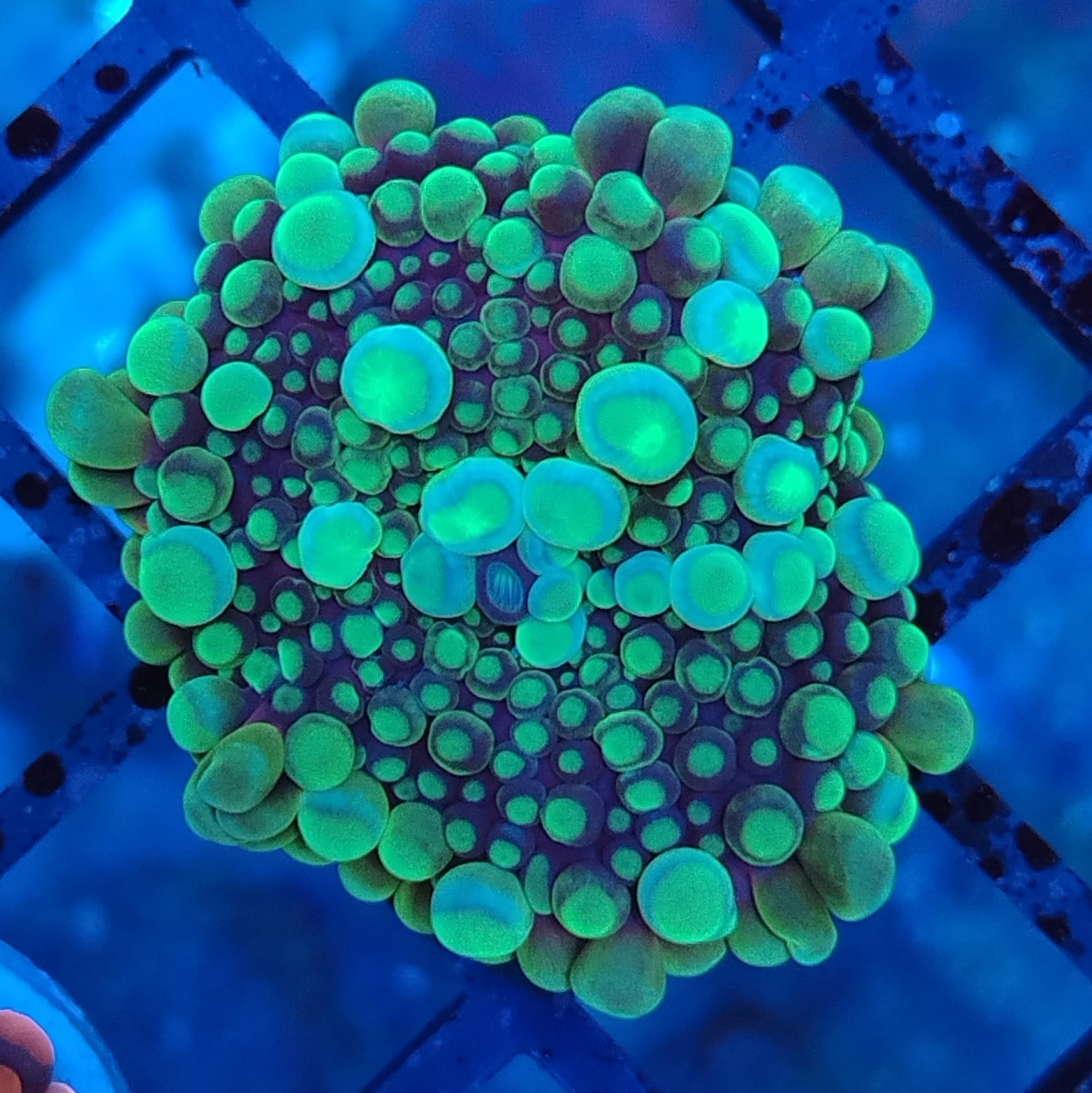 Multicolour Ricordea Yuma Mushroom