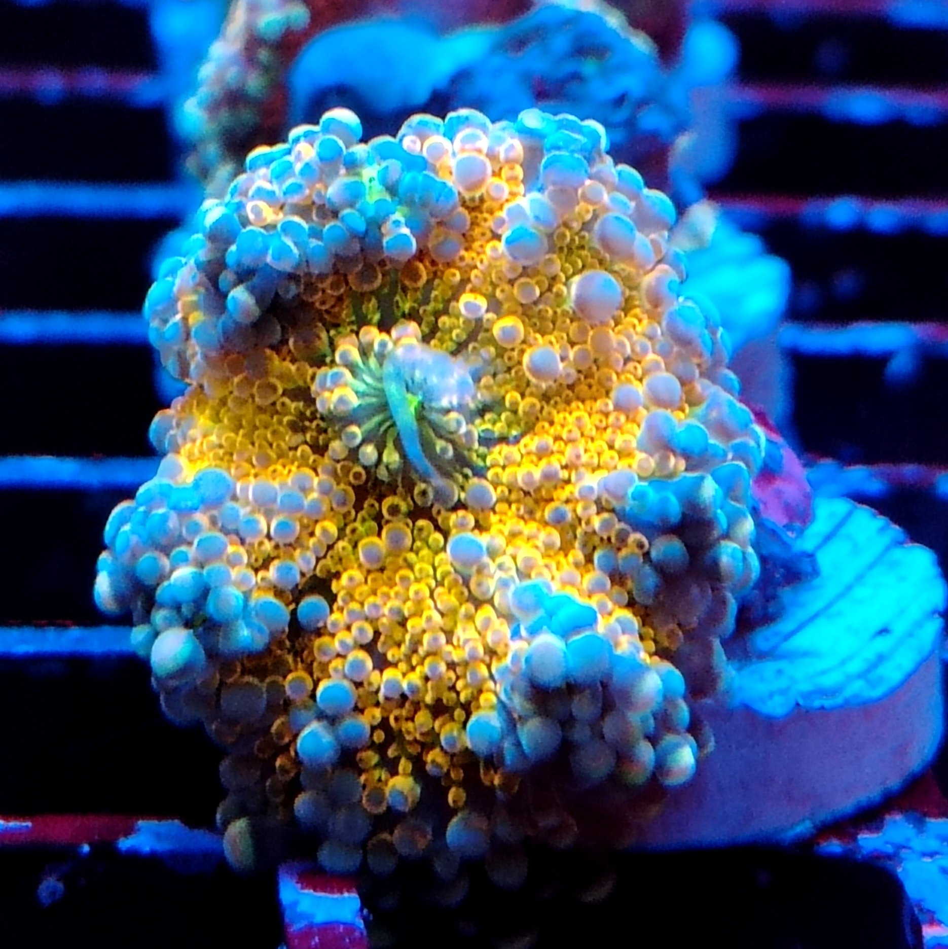 Multicolour Ricordea Yuma Mushroom