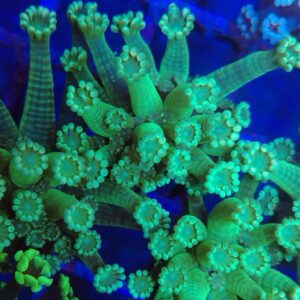Toxic lime Green Alveopora