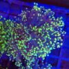 Yellow and Green tip Branching Frogspawn