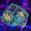Glitter Mycedium Robokaki Chalice Frag