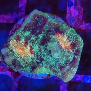 Glitter Mycedium Robokaki Chalice Frag