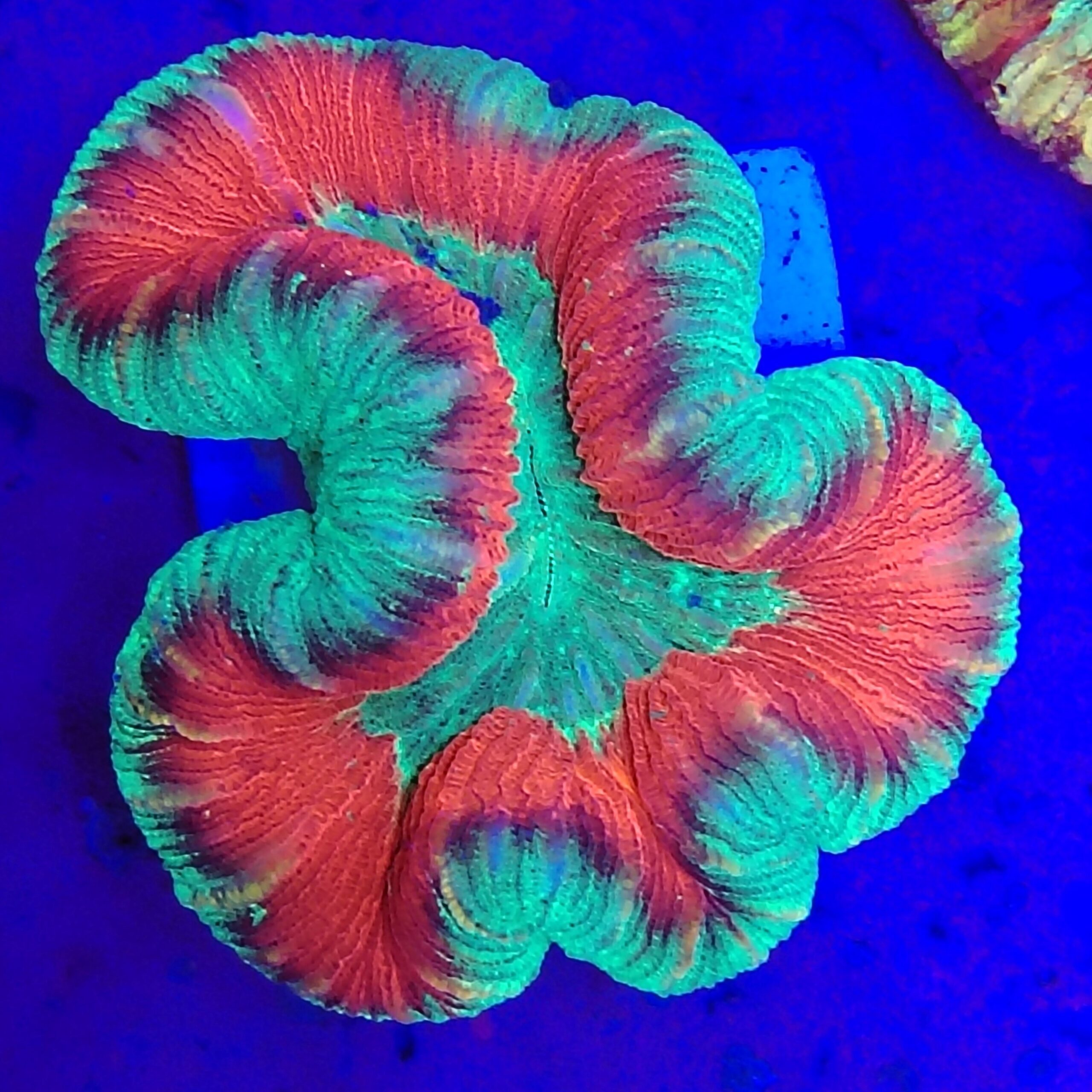 Multicolour Trachyphyllia (WYSIWYG)