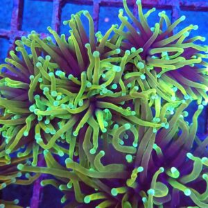 Dragon Soul Torch Coral.