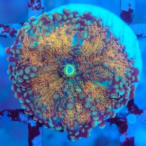 Multicolour Ricordea Yuma Mushroom 16