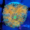 Multicolour Ricordea Yuma Mushroom 5