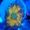 Multicolour Ricordea Yuma Mushroom 8