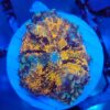 Multicolour Ricordea Yuma Mushroom 7