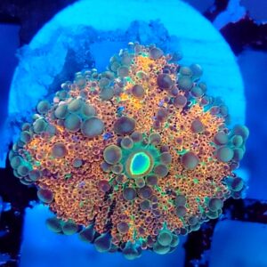 Multicolour Ricordea Yuma Mushroom 9