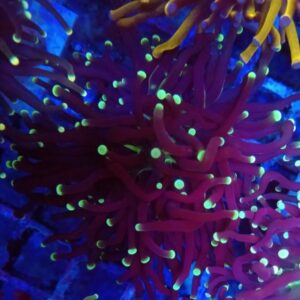Reverse Joker Torch Coral