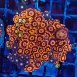 large colony of mixed zoas WYSIWYG