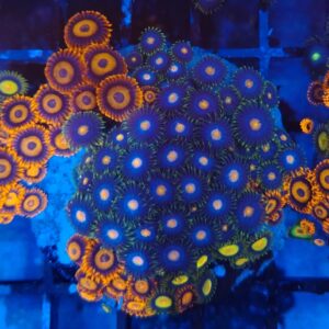large colony of mixed zoas WYSIWYG