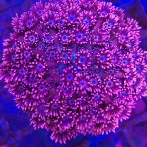 CB Pink Dreams  Goniopora Frag