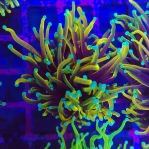 Ultra Gold Hellfire Torch Coral.