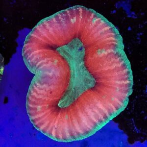 Medium two tone  Trachyphyllia  (WYSIWYG)