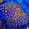 large colony of mixed Zoas WYSIWYG