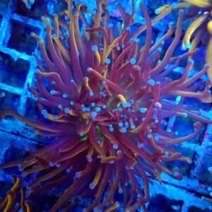 True New York  Knicks Torch Coral.