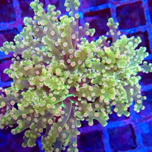 Candyfloss Branching Frogspawn