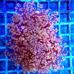 Stunning copper and dark purple stem Walling Octospawn(kingspawn)
WYSIWYG
