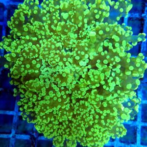 Stunning Bright Toxic Green Walling Octospawn (kingspawn)
WYSIWYG