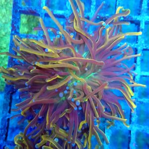 Deep Water Holy Grail Torch WYSIWYG 16
