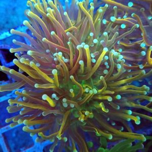 Deep Water Grail Torch WYSIWYG 19