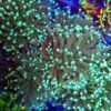 Pastel Hulk Torch Coral