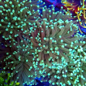 Pastel Hulk Torch Coral