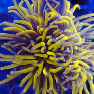 Deep Water Long-Stem Gold Torch