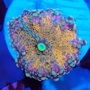 Multicolour Ricordea Yuma Mushroom 19