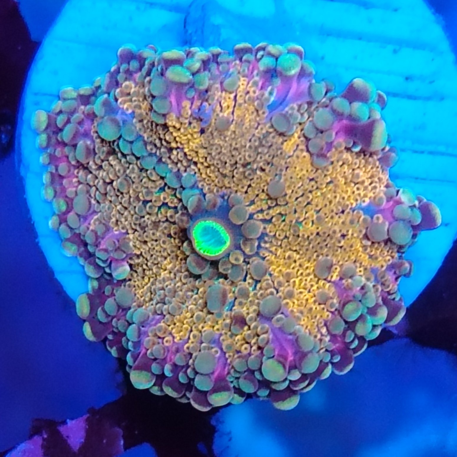 Multicolour Ricordea Yuma Mushroom 2