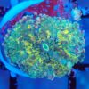 Multicolour Ricordea Yuma Mushroom 4