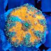Multicolour Ricordea Yuma Mushroom 3