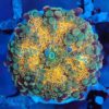 Multicolour Ricordea Yuma Mushroom 1
