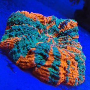 Stunning Rainbow Acanthophyllia spp (wysiwyg)