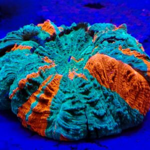 Stunning Rainbow Acanthophyllia spp (wysiwyg)