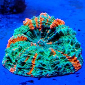 Stunning Rainbow Acanthophyllia spp (wysiwyg)