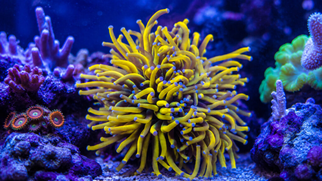 the coral barn homepage header 63