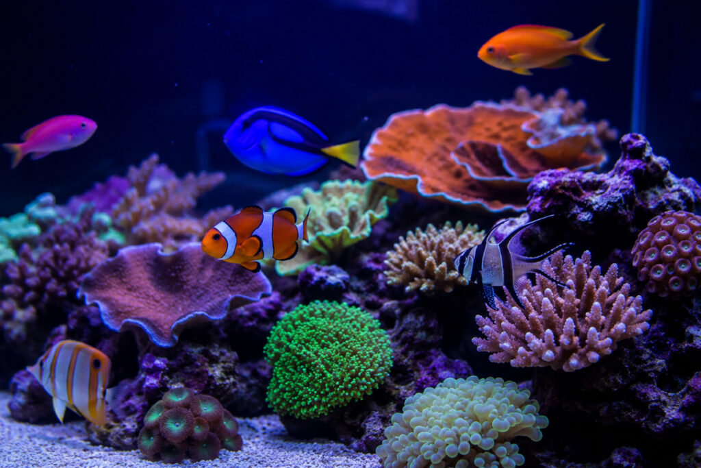 the coral barn homepage header 64