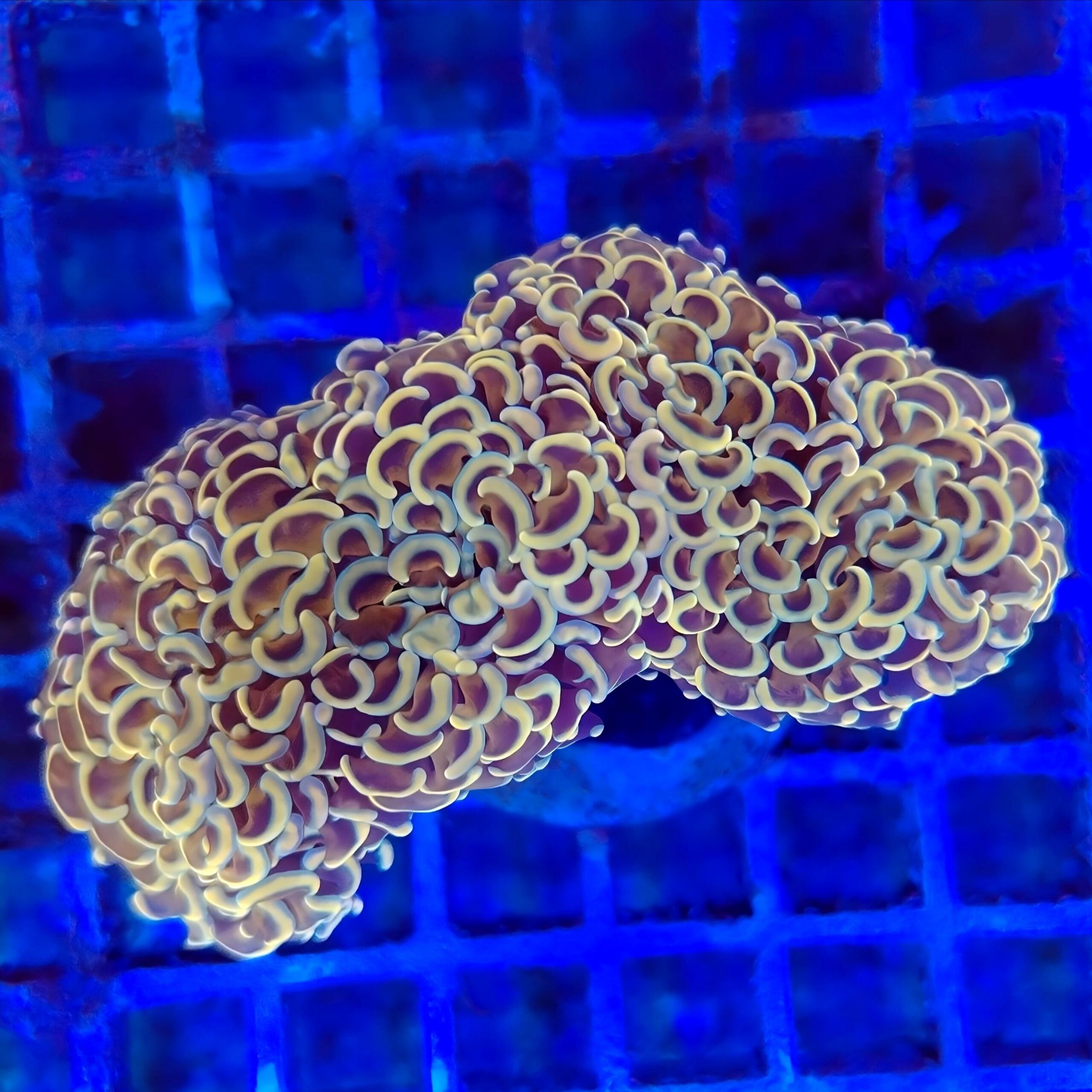 Orange/Gold Wall Hammer (wysiwyg)