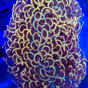 Bright gold/dark orange and purple stem Wall Hammer (wysiwyg)