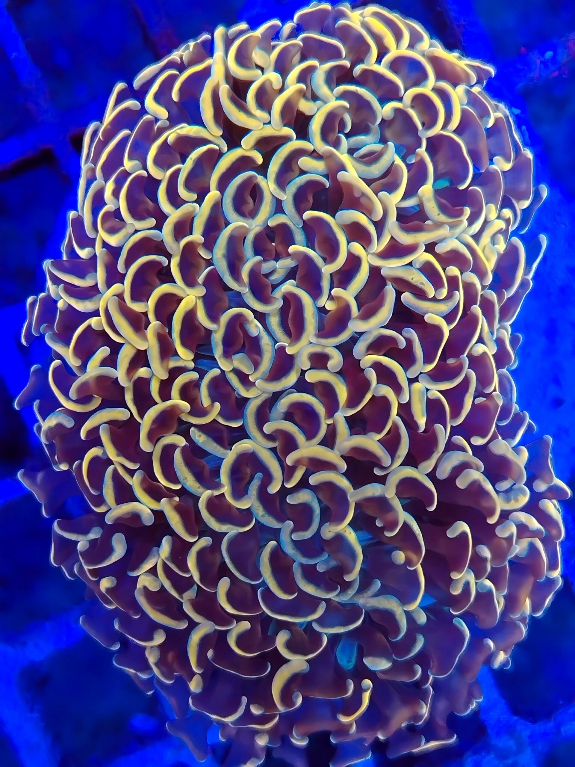 Bright gold/dark orange and purple stem Wall Hammer (wysiwyg)