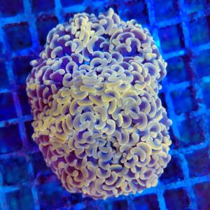 Peach clustered Wall Hammer (wysiwyg)