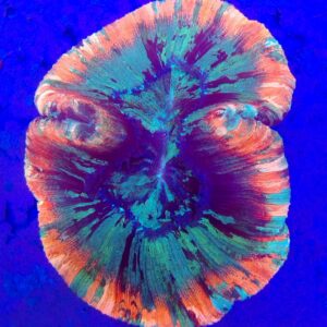 Flat base, Rainbow Trachyphyllia (WYSIWYG)