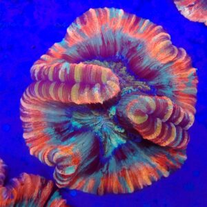 Flat base, Rainbow Trachyphyllia (WYSIWYG)