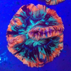 Flat base, Rainbow Trachyphyllia (WYSIWYG)