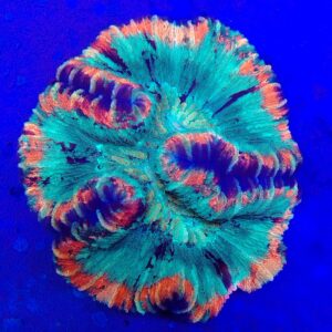 Flat base, Rainbow  Trachyphyllia  (WYSIWYG)
