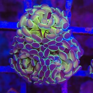 Rainbow Hologram Branching Hammer