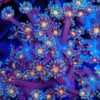 Dr Seuss Goniopora