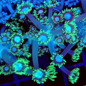 CB Alien Eye Goniopora
